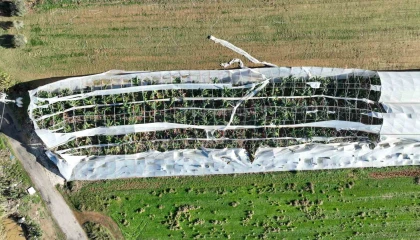 Antalyada hortumun seralara verdiği zararın boyutu gün yüzüne çıktı
