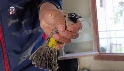 Arsuzda kuş kurtarma operasyonu