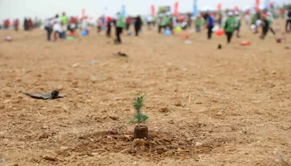 ATÜ yeşil kampüs olma yolunda ilerliyor: Dikilen fidan sayısı 22 bin 500ü buldu