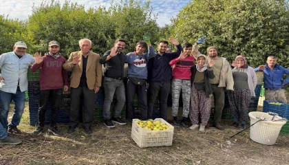 Binlerce ailenin geçim kaynağı limonun başkentinde hasat zamanı