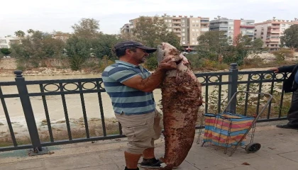 Boyu kadar yayın balığını eliyle yakaladı
