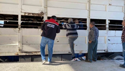 Burdurda şap karantinasındaki küpesiz hayvan taşıyan besiciye 170 bin lira ceza