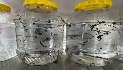 Eğirdirde yılda 20 bin tıbbi sülük kontrollü ortamda üretiliyor