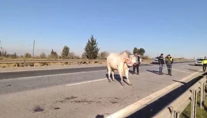 Firari anguslar uyuşturucu iğneyle tek tek avlandı