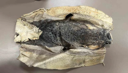 İzinsiz kullanılan Balon balığı projesi mahkemelik oldu