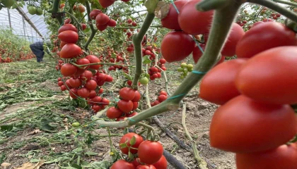 Kasım ayında domates ve sebze fiyat endeksinde büyük düşüş
