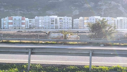 Kaza yapan tırdan kaçan anguslar şehir turunda