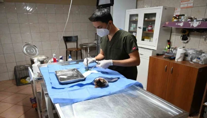 Kemerde 227 sokak hayvanı kısırlaştırıldı