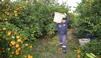 Kilogram fiyatı 2 TLye düşünce dalda çürümeye bırakılmıştı, 320 ton ürün vatandaşlara ücretsiz dağıtıldı