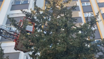 Köpekten kaçan kedi 3 gün ağaçta mahsur kaldı