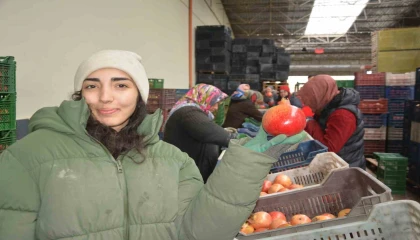 Korkutelinden nar ihracatı başladı