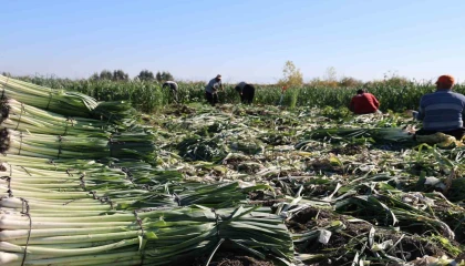 Kozanda pırasa hasadı başladı: 20-22 TLden alıcı buluyor