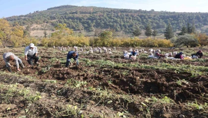 Kuraklık nedeniyle verimin yarı yarıya düştüğü tatlı patateste son hasat yapıldı