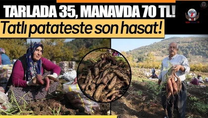 Kuraklık nedeniyle verimin yarı yarıya düştüğü tatlı patateste son hasat yapıldı