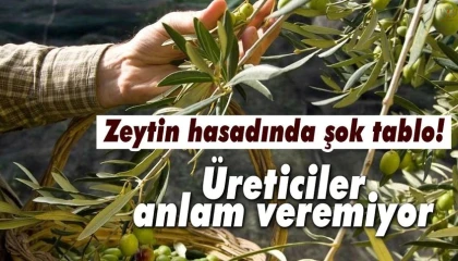 Kuraklık zeytin hasadında yağ verimini olumsuz etkiledi