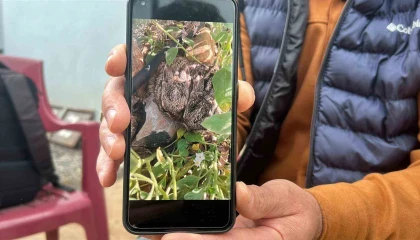 Merhametli çiftçi, yılların emeğine kemirerek zarar veren tavşanları Bunlar şimdi hazırlanıyor, Doğanın fidanını nasıl yiyeceğim diye düşünüyor diyerek elleriyle yakaladı