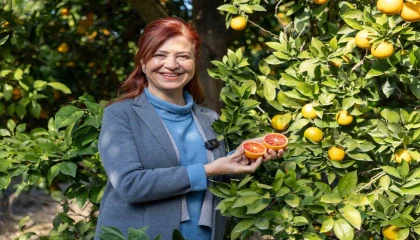 Mersin kan portakalında hedef AB tescili