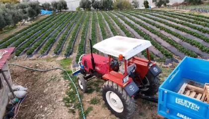 Mersinde çilekte kış hasadı: Bahçede kilogramı 130 TL