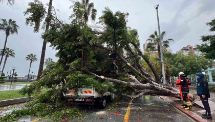 Mersinde devrilen ağaç, seyir halindeki 3 araca zarar verdi
