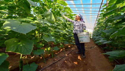 Mersinde hıyar fidesi desteği Aydıncıkta hasada dönüştü