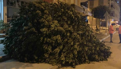 Mersinde şiddetli rüzgar ağaçları devirdi