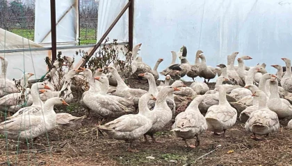 Meyve bahçelerinde yabani otla mücadelede kazlar sahaya indi