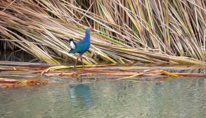 Nesli tehlikedeki saz horozu Göksu Deltasında görüntülendi