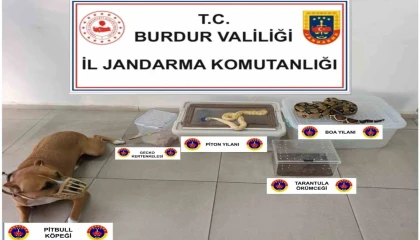 Operasyon yapılan ev hayvanat bahçesi gibi çıktı