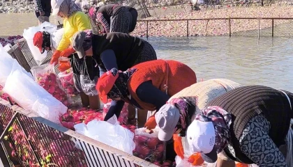 Osmaniye Kadirlide turp mesaisi: Soğuk suda ekmek mücadelesi
