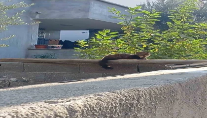 Osmaniye sokaklarında nadir misafir: Sansar güneşlenirken görüntülendi