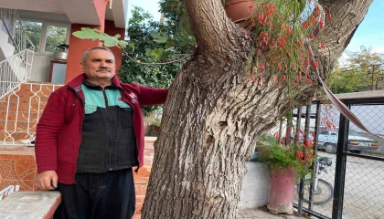 Osmaniyede dut gövdesinden incir çıktı: Dut ağacının gövdesinde yetişip meyve veren incir ağacı şaşırttı