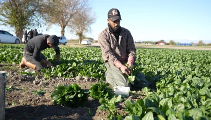 Osmaniyede ıspanak hasadı başladı