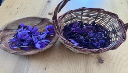 Osmaniyede yüksek getirili safrana ilgi artıyor