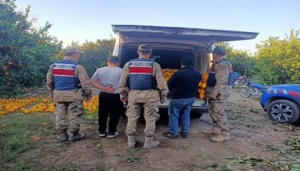 Portakal hırsızları suçüstü yakalandı