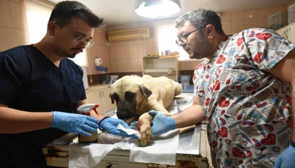 Saldırgan köpek ihbarına giden Kepez Belediyesinin çalışanlarına saldırı