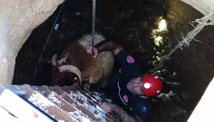 Seslerini küçük çocuk duydu, çalındı sanılan 2 koyun düştükleri 5 metrelik kuyudan kurtarıldı