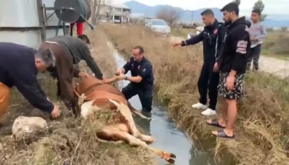 Su kanalına düşen inek itfaiyenin 1 saatlik çalışmasıyla kurtarıldı