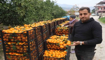 Tarla fiyatı 2 TLye kadar gerileyen mandalina üreticilerinden market fiyatlarına tepki