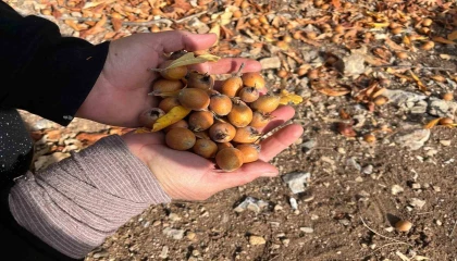 Toros Dağlarında gizemli hayırseverin 30 yıl önce aşıladığı meyveler bölge halkına gelir oldu