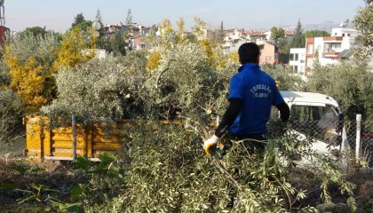 Toroslar Belediyesi zeytin ağaçlarını kesti, vatandaş tepki gösterdi