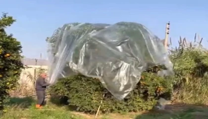 Yağmurda mandalinaya naylonlu koruma