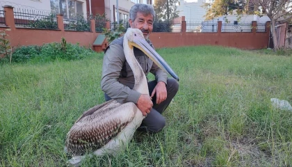 Yaralı pelikanın yürek ısıtan dostluğu