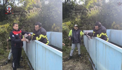 Yayladağında baykuş kurtarma operasyonu