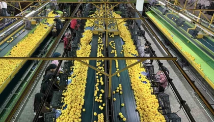 Yeni yıl öncesi narenciyede yoğun hasat