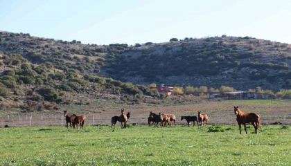 Adana milyonluk İngiliz ve Arap atlarının yetişme alanı oldu