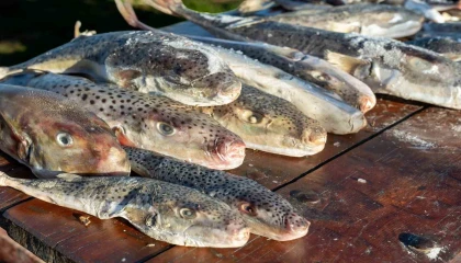 Adanada 4 günde 128 bin balon balığı toplandı