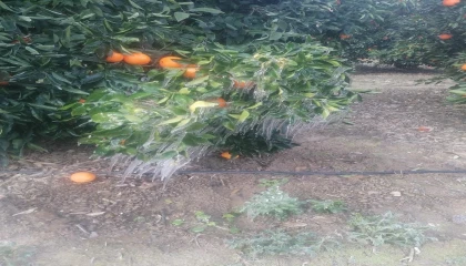 Adanada portakal ağaçları buz tuttu