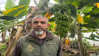 Alanya, Türkiyenin muz ihtiyacının yüzde 40ını karşılıyor