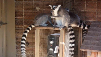 Antalyada soğuğa hassas olan hayvanlara sıcak önlemler