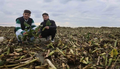 Asi nehrini istila eden su sümbülleri kuvvetli yağışla birlikte Akdeniz kıyısını yeşile bürüdü